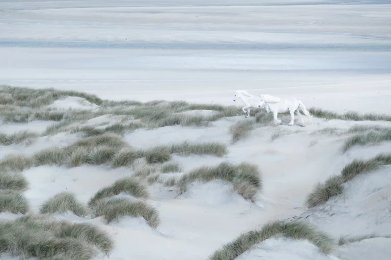 Etalon et jument blancs courant dans un dune de l'ile d'Harris - Ecosse / White male and female ridind allong a beach on the isle of Harris - Scotland